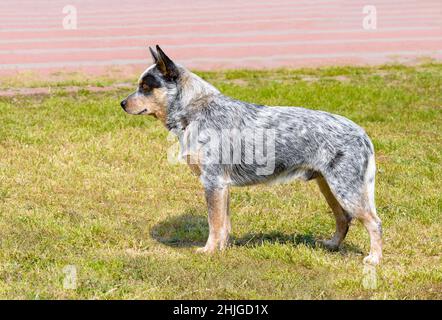 Chien de bétail australien en profil.Le chien d'élevage australien se trouve sur l'herbe verte du parc. Banque D'Images