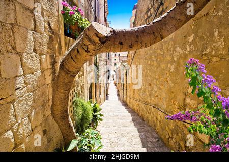 Dubrovnik vue étroite et colorée sur la rue, destination touristique dans la région de Dalmatie en Croatie Banque D'Images