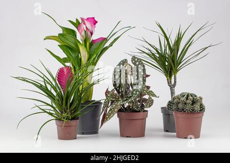 La composition moderne du jardin de la maison a rempli beaucoup de belles plantes, cactus, succulents, plantes d'air dans différents pots design.Pointe botanique élégante Banque D'Images