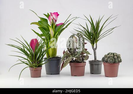 La composition moderne du jardin de la maison a rempli beaucoup de belles plantes, cactus, succulents, plantes d'air dans différents pots design.Pointe botanique élégante Banque D'Images