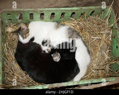 Chats blanc noir avec un petit aveugle nouveau-né chatons tabby curl boule caisse dormir dormir a maudifié la fourrure dans le cow-shed le village.Yeux jaune femelle Banque D'Images