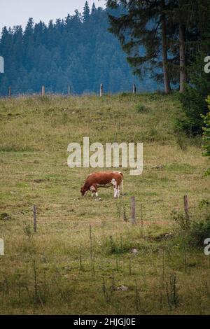 Vache brune regardant dans un champ Banque D'Images