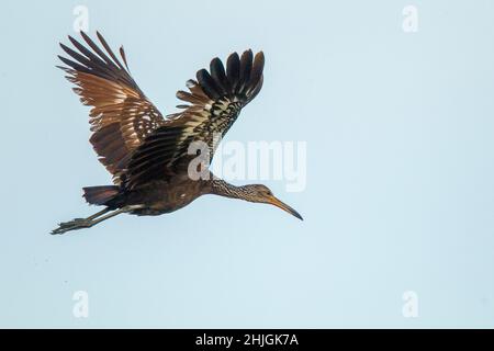 Limpkin Aramus guarauna San Blas, Nayarit, Mexique 6 mars 2018Adulte en vol.Aramidae Banque D'Images