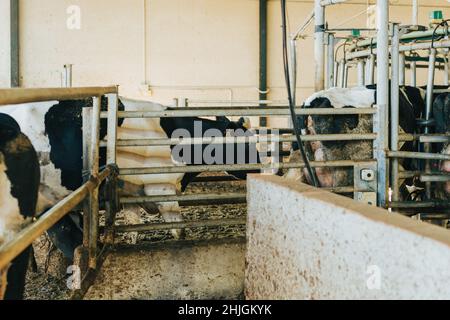 vaches entrant dans le salon de traite rotatif un par un Banque D'Images