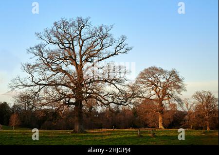 trois arbres en hiver dans le parc en hiver sous le soleil à l'heure d'or Banque D'Images