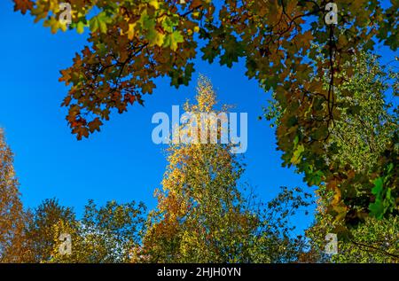 Couronnes d'arbres d'automne avec des feuilles colorées contre le ciel bleu. Ou scène d'ambiance d'automne.Photographie sélective de l'été indien.Nature saisonnière floue Banque D'Images