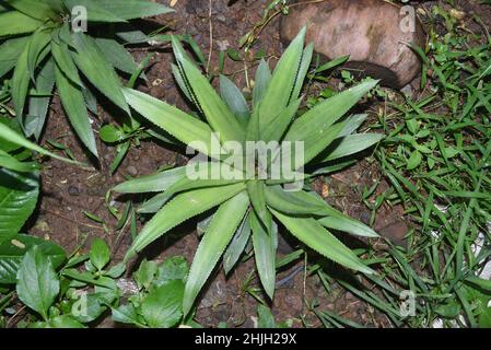 Ananas (Anamas cosomus) qui n'a pas grandi dans un jardin près de la maison Banque D'Images