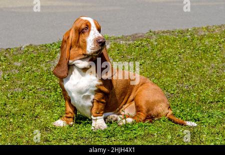 Basset Hound waits.  The Basset Hound is on the grass in the park. Stock Photo