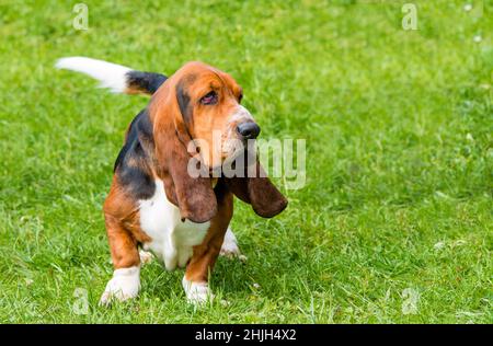 Promenades en butte de Basset.Le Basset Hound est sur l'herbe dans le parc. Banque D'Images