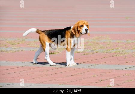 Le chien Beagle a l'air de côté.Le Beagle se trouve dans le parc. Banque D'Images