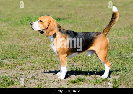 Beagle tricolore dans le parc.Le Beagle se trouve dans le parc. Banque D'Images
