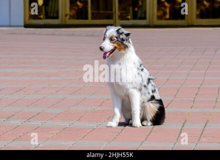 Border Collie bleu merle sièges.Le Border Collie est dans le parc. Banque D'Images