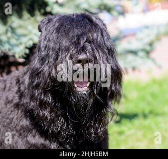 Portrait du Bouvier des Flandres.Le Bouvier des Flandres se trouve dans le parc de la ville. Banque D'Images