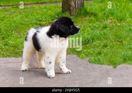 Puppy Karakachan .Le Berger bulgare est dans le parc. Banque D'Images