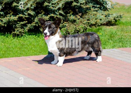 Cardigan Welsh Corgi regarde dans l'appareil photo.Le Cardigan Welsh Corgi se trouve dans le parc de la ville. Banque D'Images