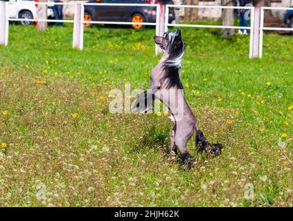 Chien chinois à la verticale.Le chien chinois à crête marche sur l'herbe du parc. Banque D'Images