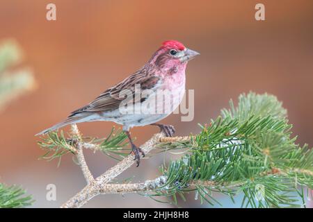 Roselin de Cassin Carpodacus cassinii Walden, Colorado, United States 30 avril 2019 mâles adultes Fringillidae Banque D'Images