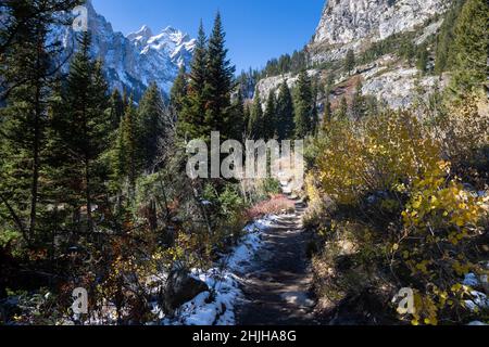 Les feuilles de la fin de l'automne s'accrochent aux jeunes trembles le long du sentier Cascade Canyon dans les montagnes Teton.Parc national de Grand Teton, Wyoming Banque D'Images