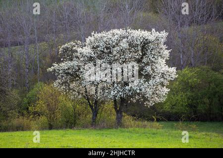 Pommiers Bloominng au village de Podhradie dans la région de Turiec, Slovaquie. Banque D'Images