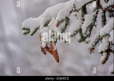 Branche d'épinette couverte de neige avec des cônes dans la forêt en hiver Banque D'Images