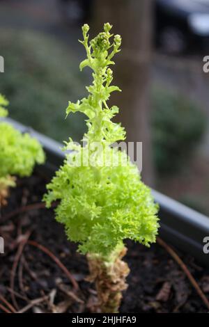 Petits semis verts poussant dans un pot Banque D'Images