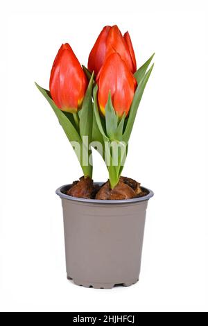 Tulipe rouge « Tulipa Red Paradise » dans un pot de fleurs sur fond blanc Banque D'Images