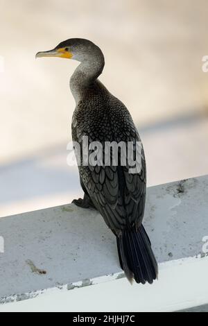 Cormorant à double crête perché sur le cadre de construction du pont de la baie de San Francisco-Oakland. Banque D'Images