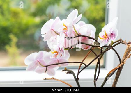 Belle fleur d'orchidée dans une fenêtre Banque D'Images