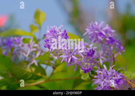 Foyer sélectif de couronne violette vigne ou couronne reine fleur de vigne nature fond Banque D'Images