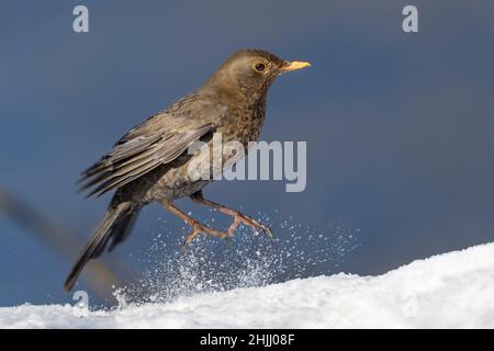 Le méruse commun (Turdus merula) est une espèce de vrai muguet.Il est également appelé le blackbird eurasien ou simplement le blackbird Banque D'Images