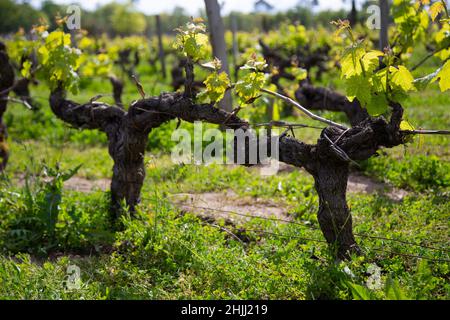 Vieux cépages au printemps, dans un vignoble. Banque D'Images