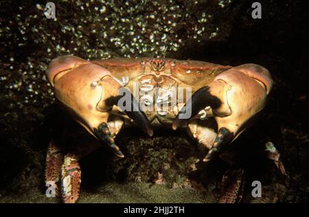 Crabe comestible (cancer pagurus) dans son habitat rocheux de fond marin, Royaume-Uni. Banque D'Images