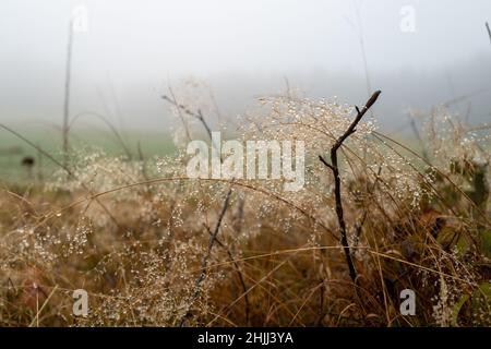 De nombreuses gouttes d'eau se sont formées sur une brousse dans la brume matinale. Banque D'Images