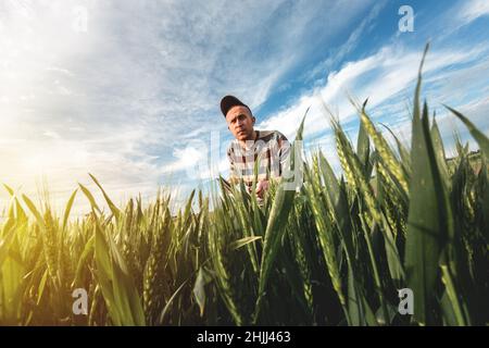 Un jeune agronome tient un dossier dans ses mains sur un champ de blé vert.Un agriculteur prend des notes sur le fond des terres agricoles au coucher du soleil.Homme Banque D'Images