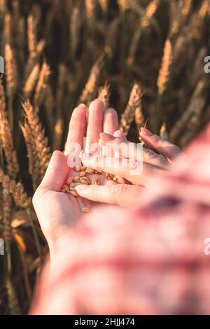 Une jeune fille tient un grain de blé dans ses mains sur un champ agricole.Grains à la main sur le fond des épillets de blé et de coucher de soleil Banque D'Images