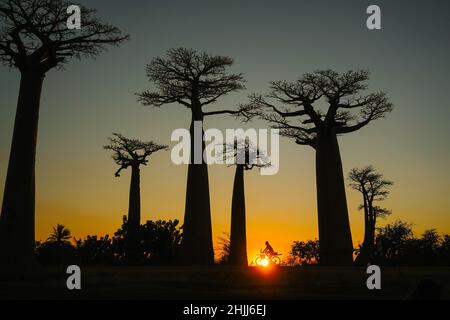 COUCHER DE SOLEIL DE BAOBAB À MADAGASCAR , AFRIQUE .UN TRAVAILLEUR DE MALGAX RENTRE À LA MAISON SUR VOTRE VÉLO Banque D'Images