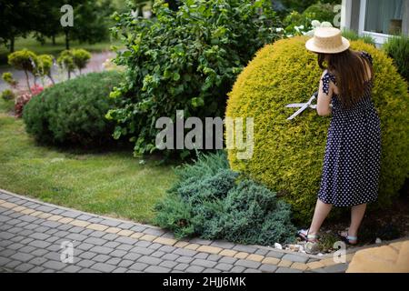 Une dame jardinier se tient et tond les branches d'un thuja dans son jardin. Banque D'Images