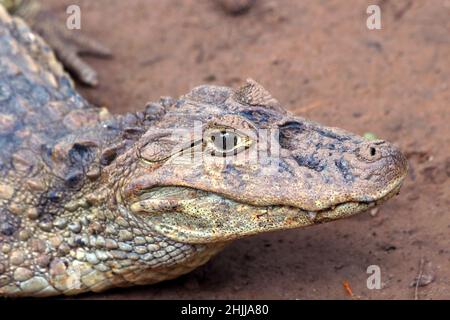 gros plan sur la face du caïman à large bec (Caiman latirostris) sur un fond de terre humide brunâtre Banque D'Images