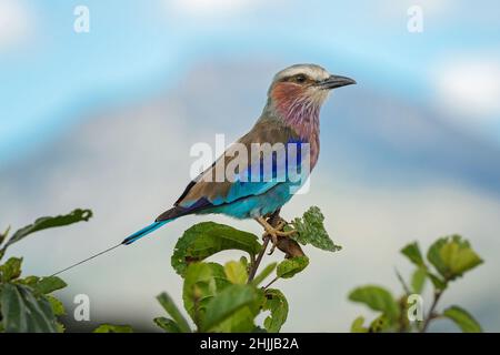 Rouleau lilas-croisé - Coracias caudatus, magnifique oiseau coloré de buissons et savanes africains, Amboseli, Kenya. Banque D'Images