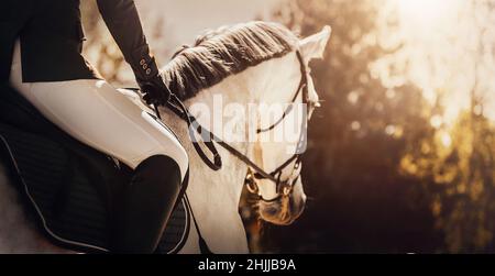 Un beau cheval gris aux prises avec un cavalier dans la selle marche dans le parc parmi les arbres un matin ensoleillé d'été.Équitation.Vue arrière. Banque D'Images