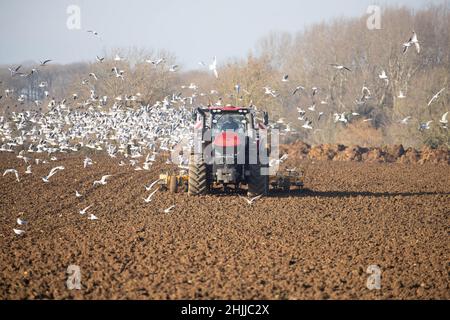 26.1.2022 cultiver les terres suivant la betterave à sucre prête pour le forage de l'orge de printemps dans le Lincolnshire Banque D'Images