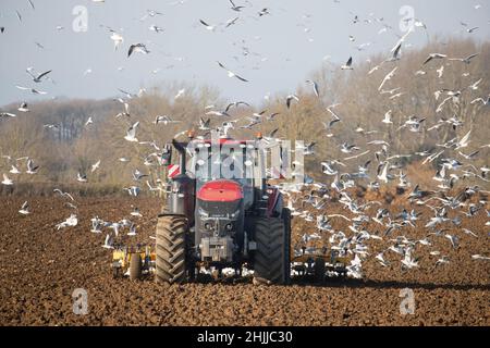 26.1.2022 cultiver les terres suivant la betterave à sucre prête pour le forage de l'orge de printemps dans le Lincolnshire Banque D'Images