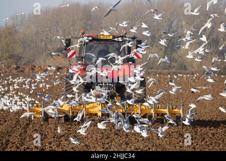 26.1.2022 cultiver les terres suivant la betterave à sucre prête pour le forage de l'orge de printemps dans le Lincolnshire Banque D'Images