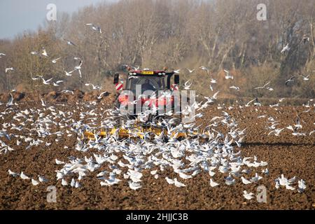 26.1.2022 cultiver les terres suivant la betterave à sucre prête pour le forage de l'orge de printemps dans le Lincolnshire Banque D'Images