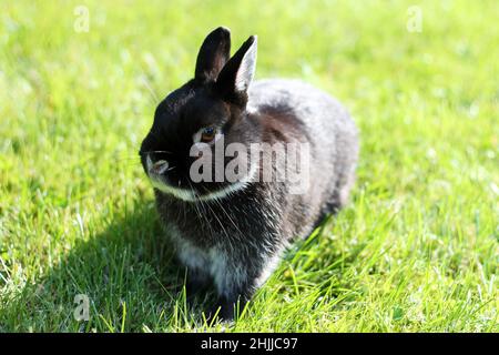 Petit lapin noir sur fond d'herbe verte.Lapin nain des pays-Bas sur pelouse de printemps. Banque D'Images