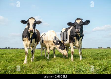 Trois vaches, l'amitié et l'amour ensemble dans un champ vert paître noir et blanc, côte à côte sous un ciel bleu et un horizon lointain Banque D'Images