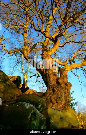 Un chêne à Harrisons rocks East Sussex. Banque D'Images