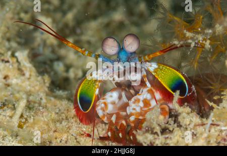 Gros plan sur la crevette Peacock Mantis Banque D'Images