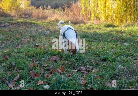 Un chien de la race Jack Russell Terrier se trouve dans l'herbe verte en automne dans la forêt sur le fond d'arbres jaunes avec sa tête baisée A. Banque D'Images