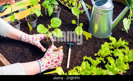 Plantation de semis dans le sol sur des lits surélevés en gros plan au printemps.Les mains de l'agriculteur en gants plantent une germe dans le sol entouré d'un jardin Banque D'Images